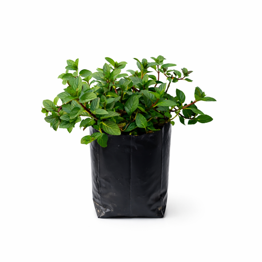 Planta menta natural en maceta decorativa de Vivo Interior, aromática y fresca ideal para cocina, interiores y terrazas en México.