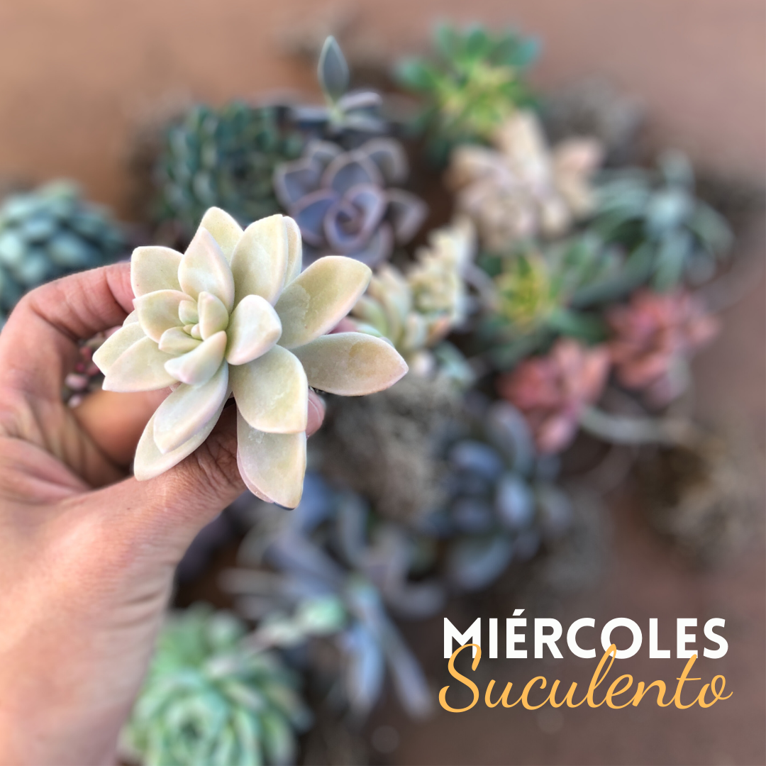 Miércoles suculento