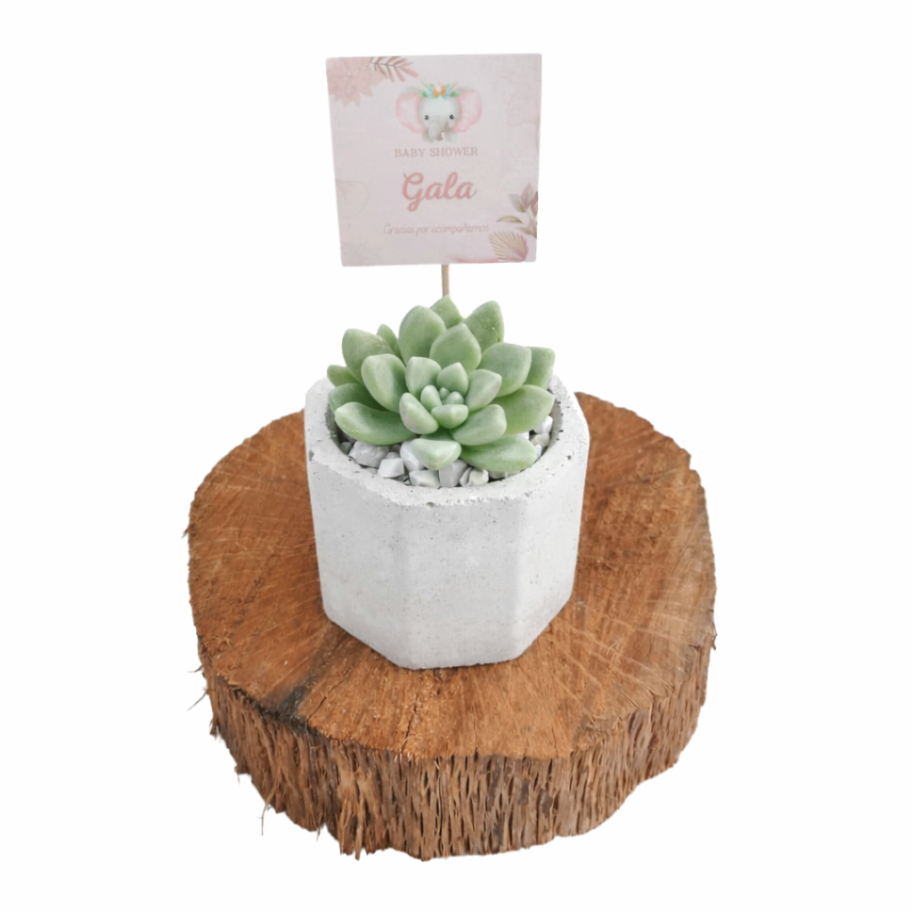 Minis en concreto | Vivo interior 