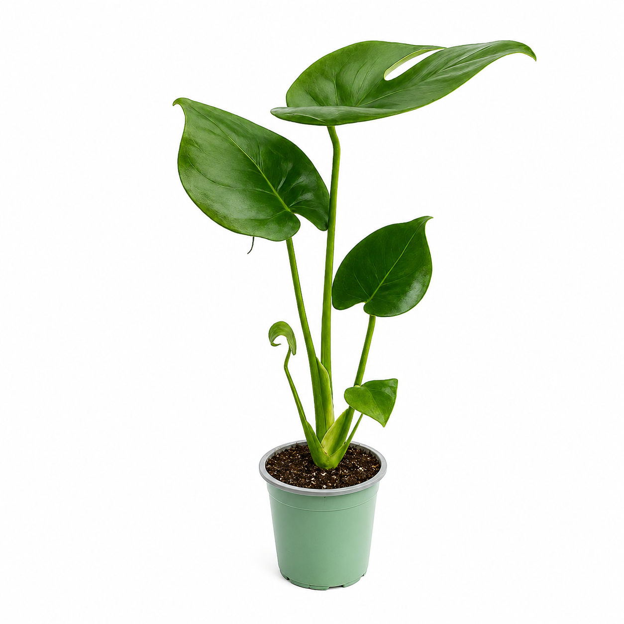 Monstera en maceta de 4 pulgadas 