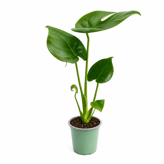 Monstera en maceta de 4 pulgadas 