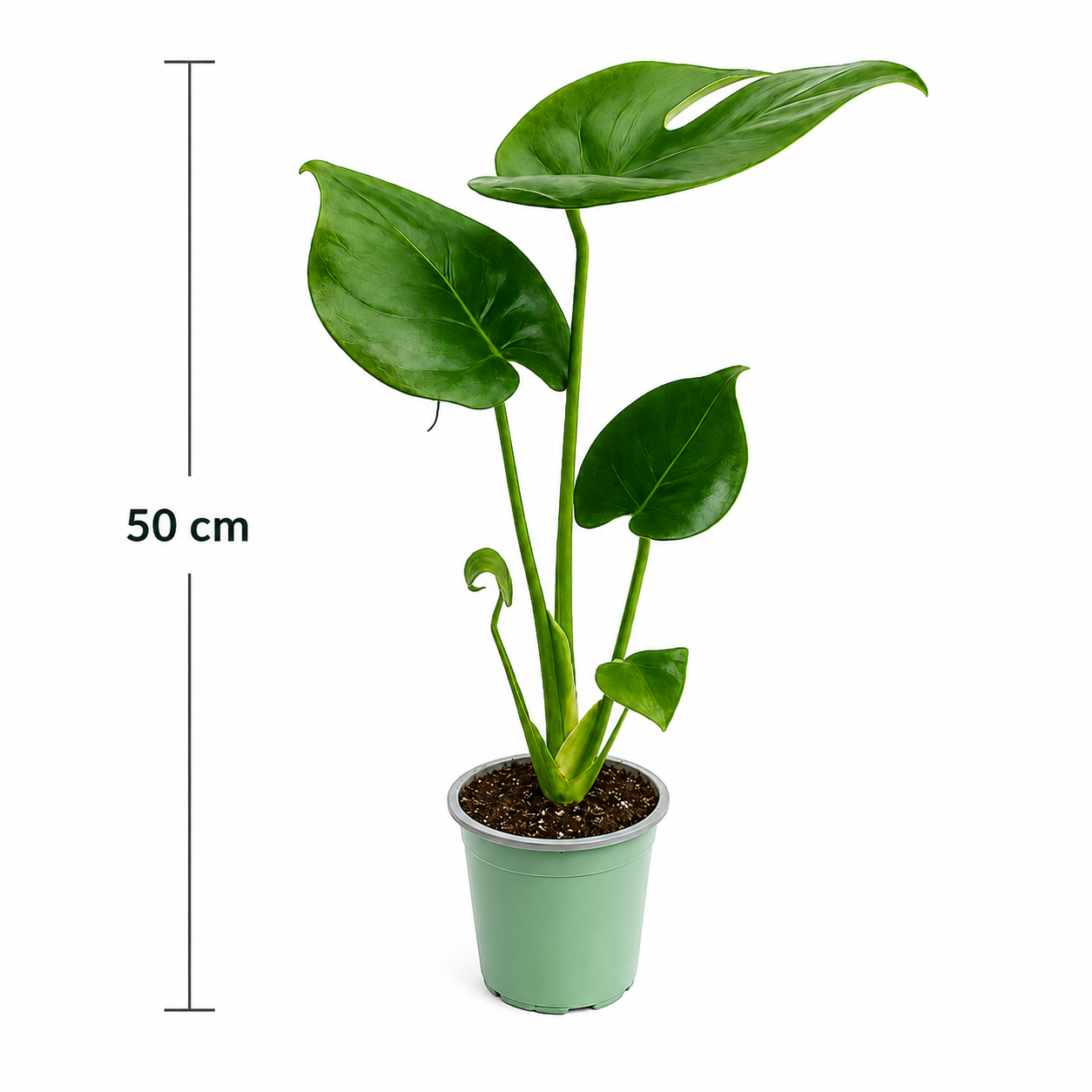 Monstera en maceta de 4 pulgadas con medida