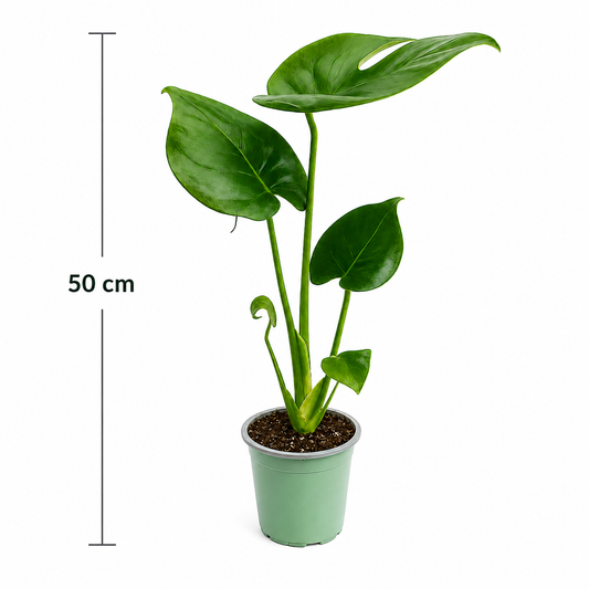 Monstera en maceta de 4 pulgadas con medida