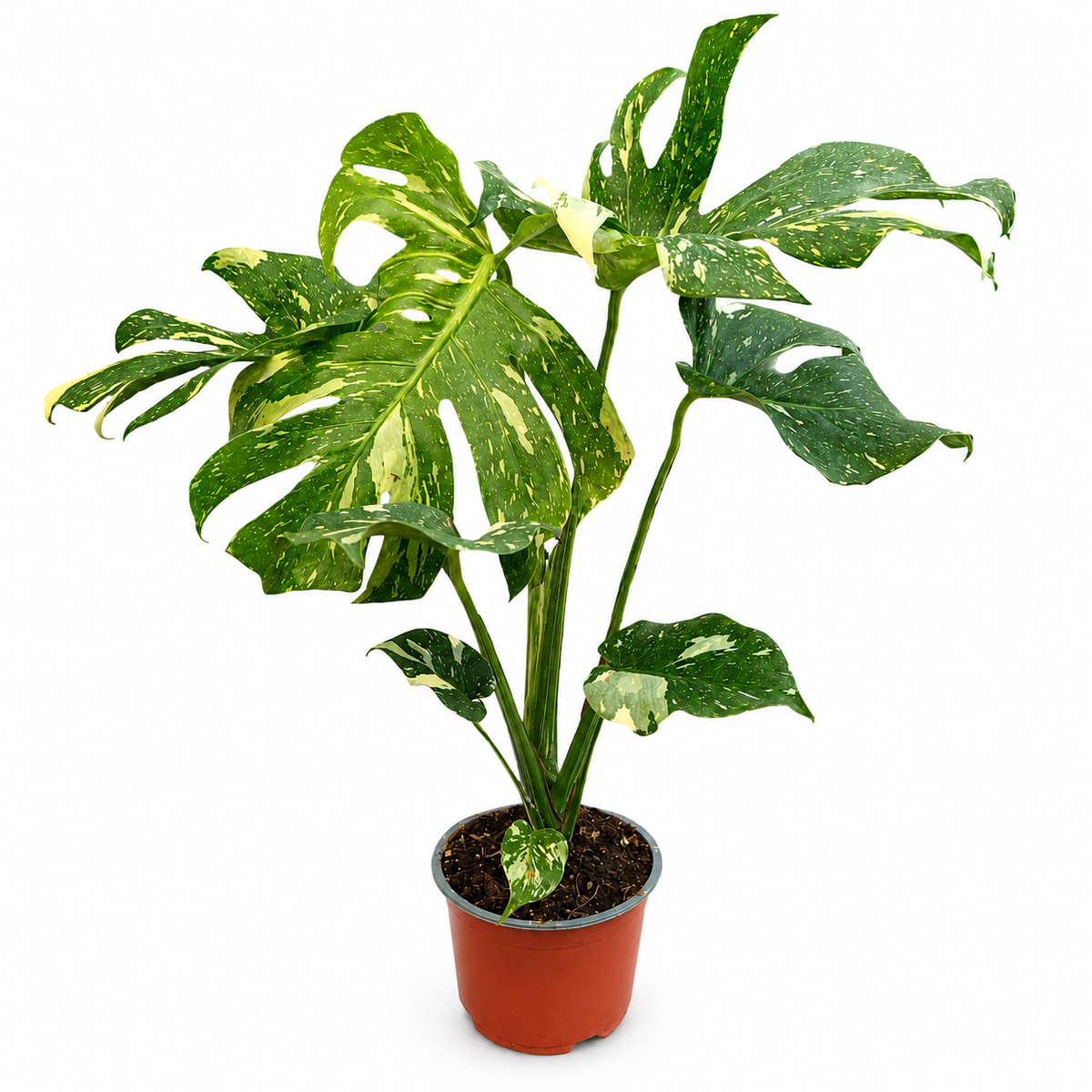 Monstera variegada thai constellation en maceta de 6 pulgadas 