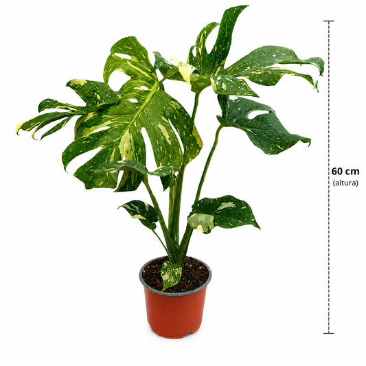 Monstera variegada thai constellation en maceta de 6 pulgadas con medidas