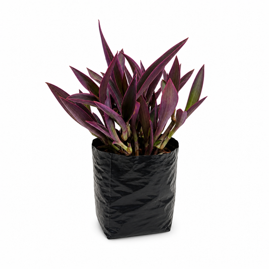 Tradescantia pallida en maceta con hojas púrpura intensas