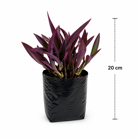 Tradescantia pallida en maceta con hojas púrpura intensas con medidas