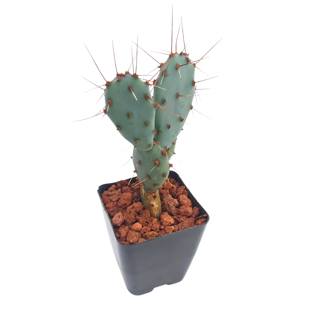 Opuntia Azurea