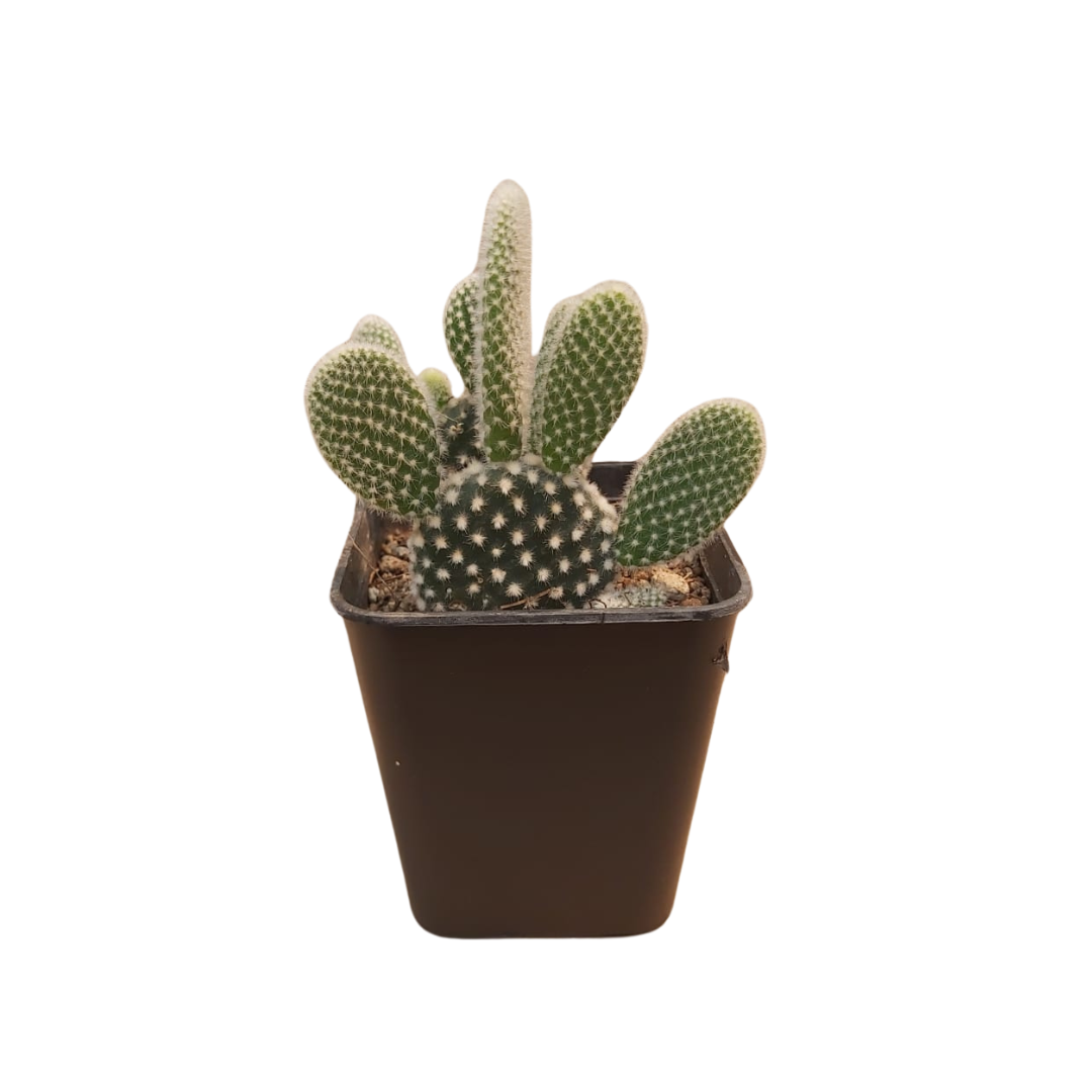 Opuntia Microdasys Blanca