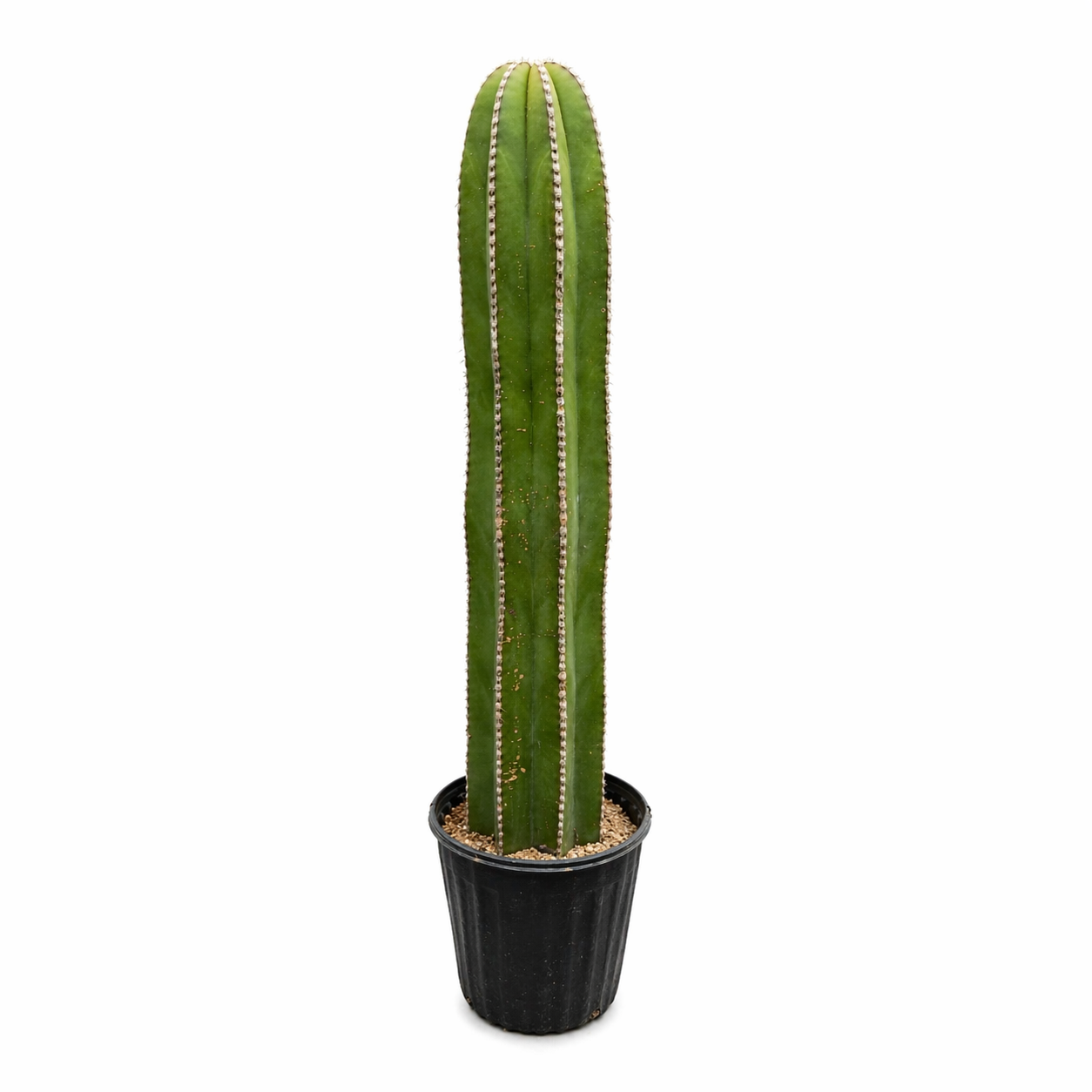 Pachycereus marginatus cactus columna en maceta