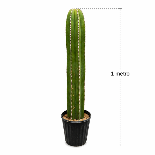 Pachycereus marginatus cactus columna en maceta con medidas 