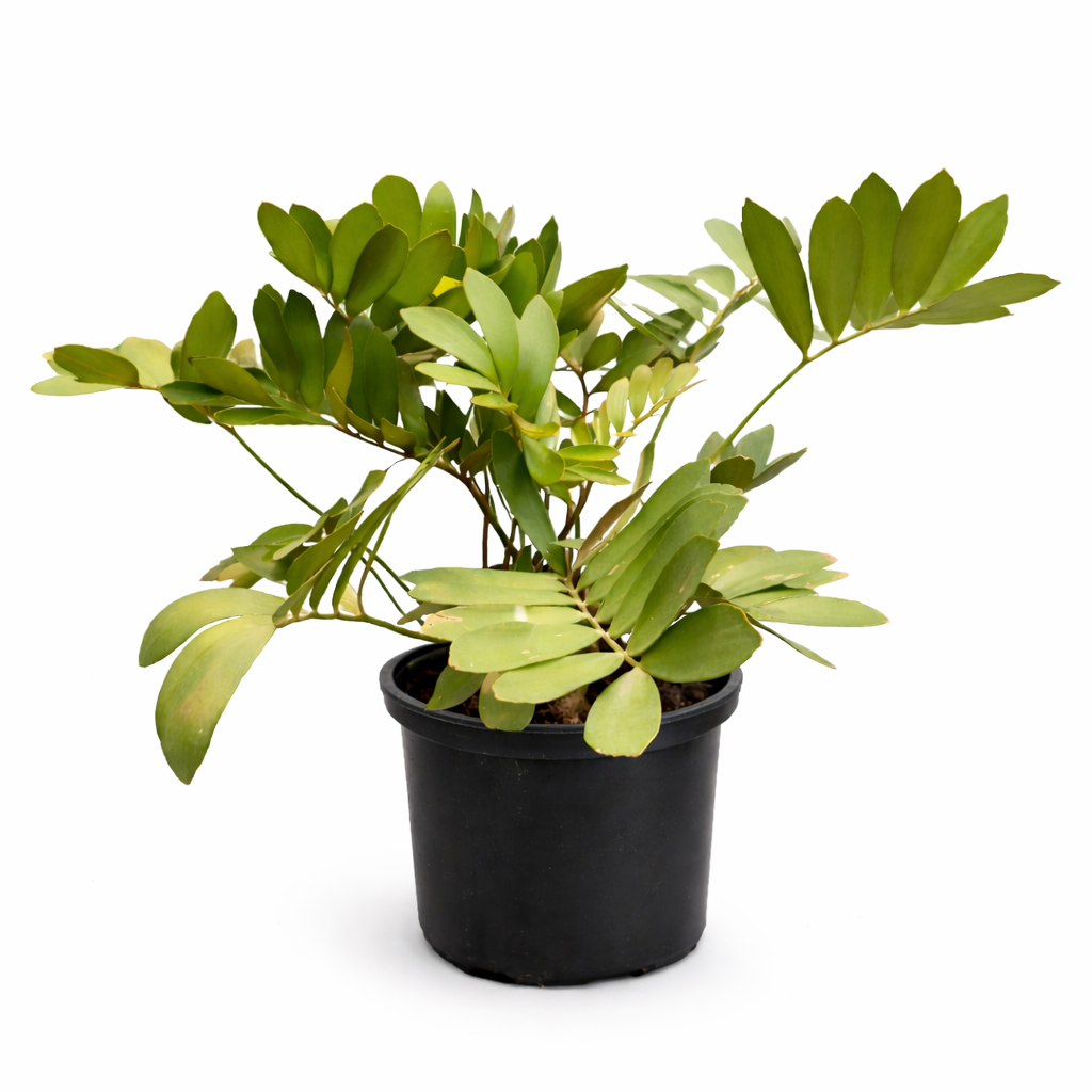 Palma zamia furfuracea en maceta con hojas verdes gruesas