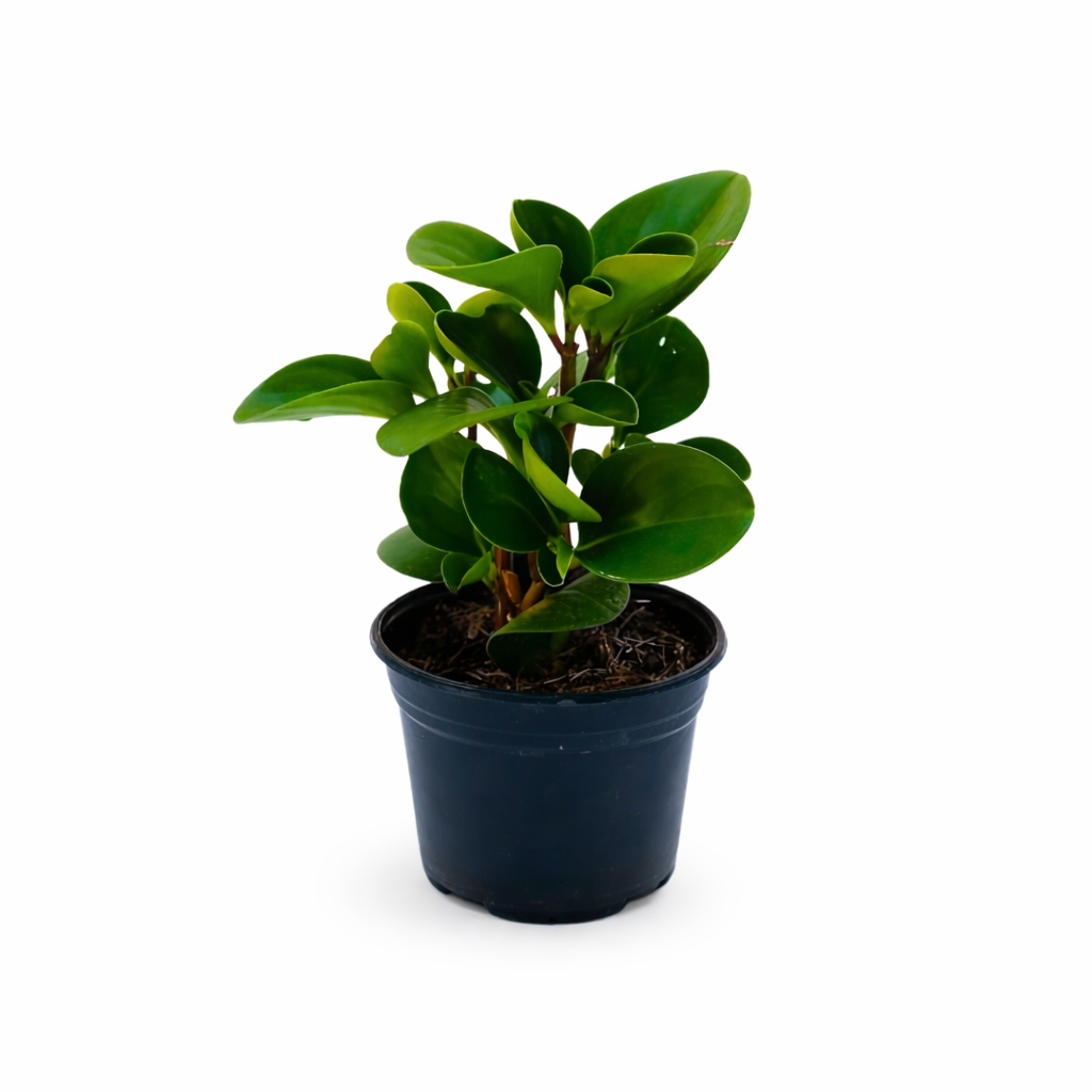 Peperomia verde | Vivo Interior 