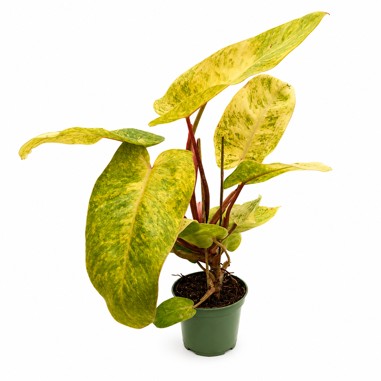 Philodendron Painted Lady