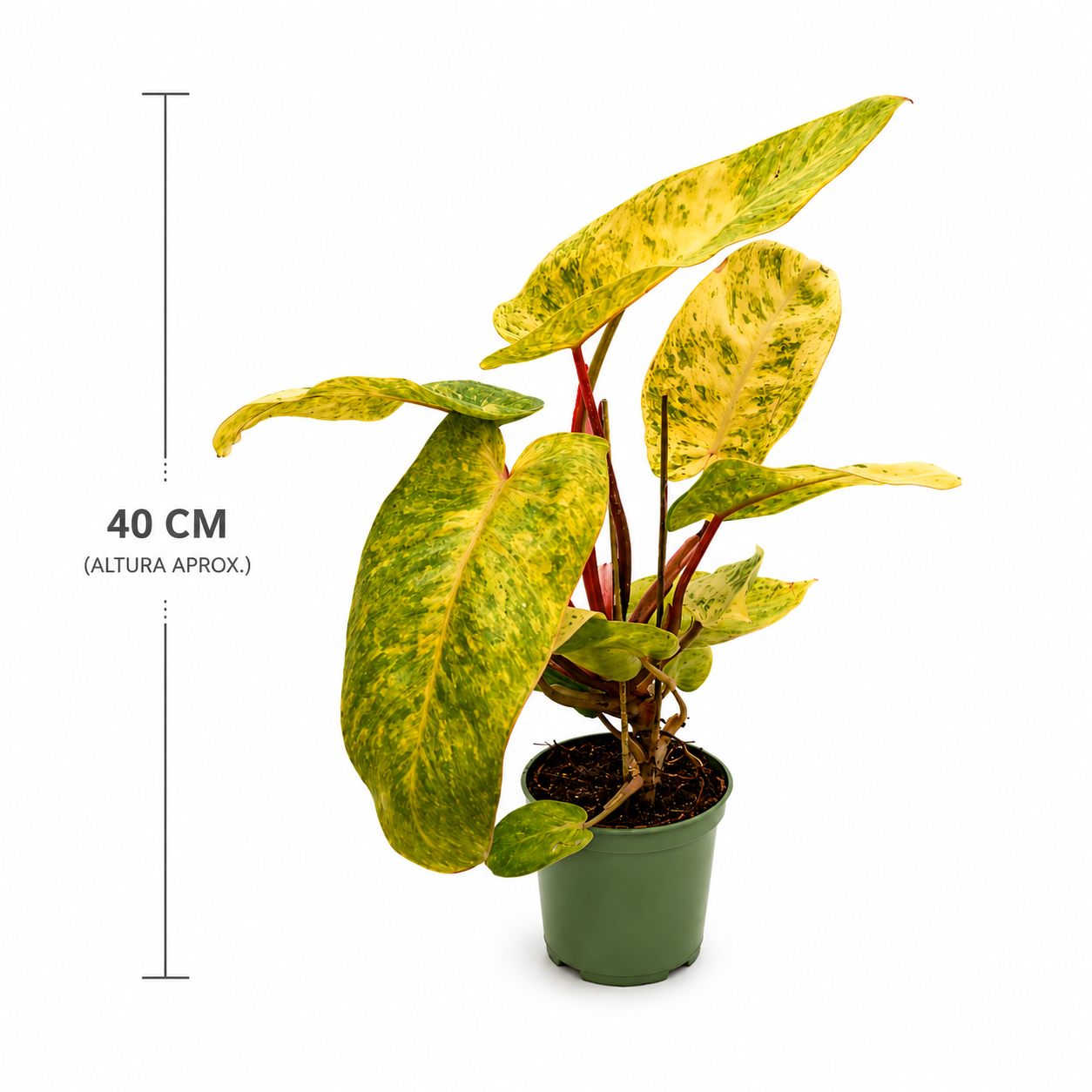 Philodendron Painted Lady con medidas