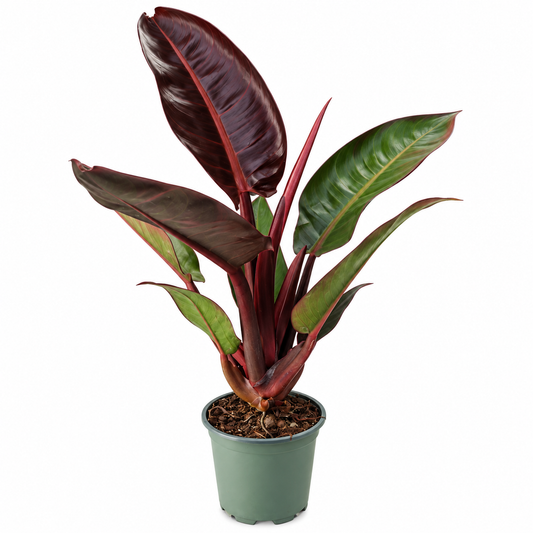 Philodendron Sun Red en maceta de 4 pulgadas 