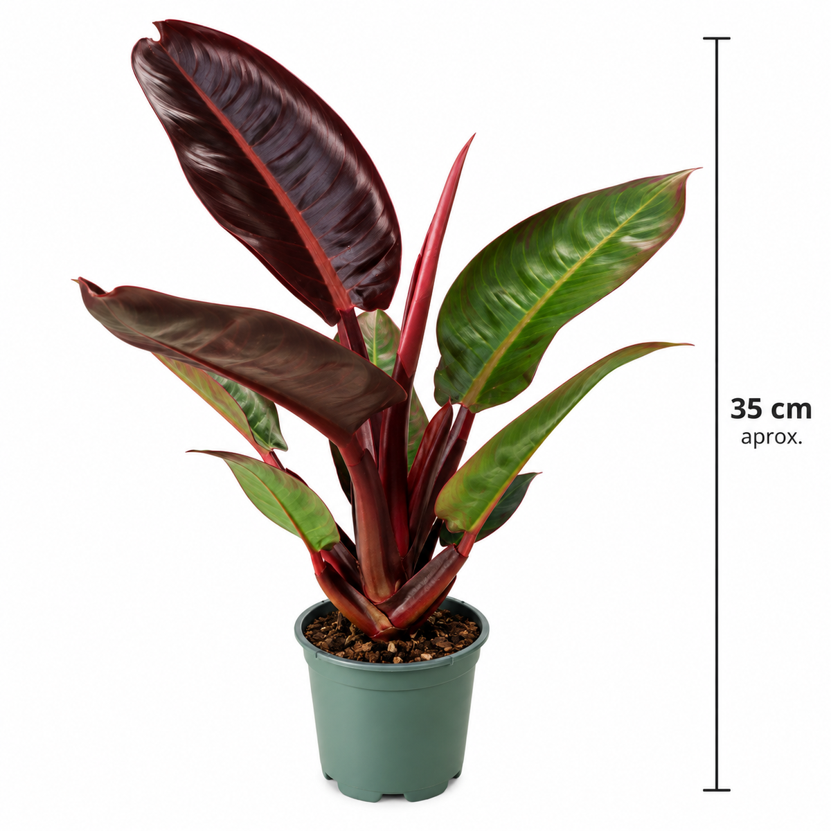 Philodendron Sun Red en maceta de 4 pulgadas con altura.