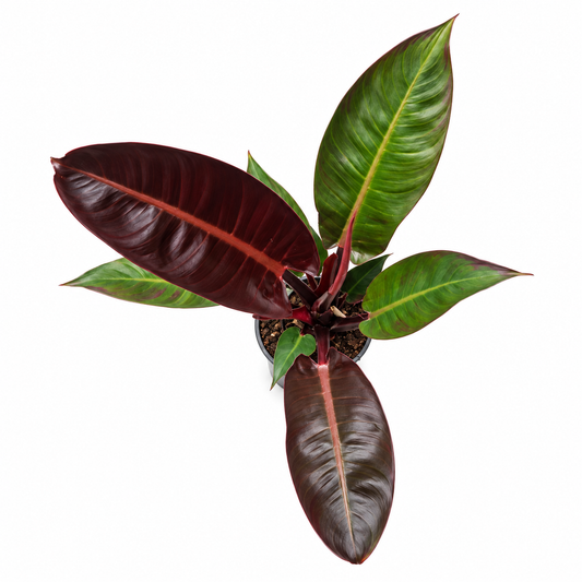 Philodendron Sun Red en maceta de 4 pulgadas vista aérea.