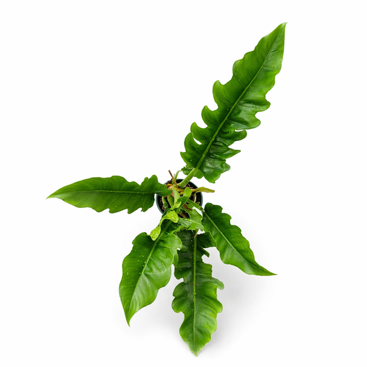 Philodendron narrow escape en maceta con hojas alargadas y recortadas toma aérea