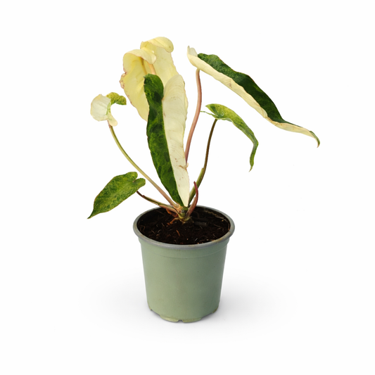 Philodendron paraiso verde variegado en maceta con hojas alargadas