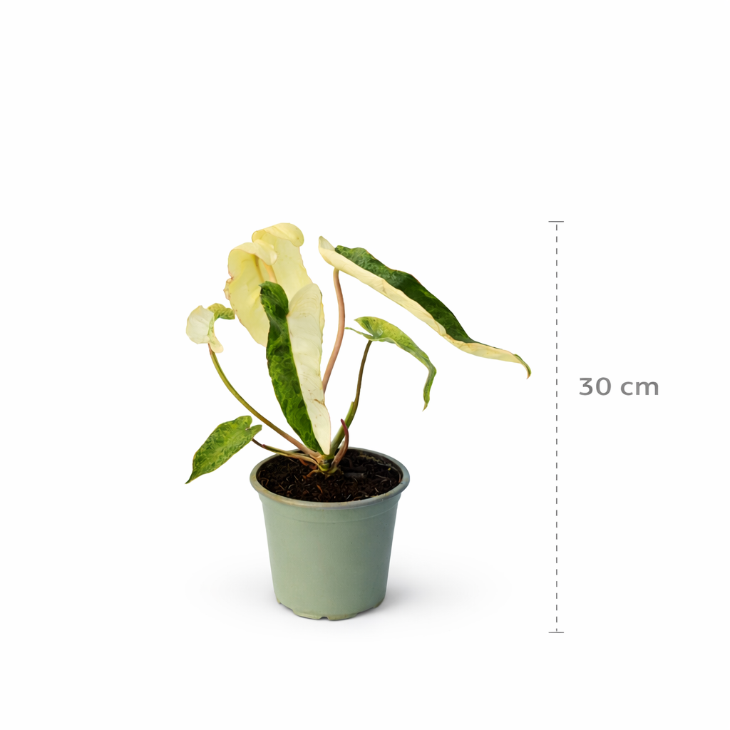 Philodendron paraiso verde variegado en maceta con hojas alargadas con medidas 