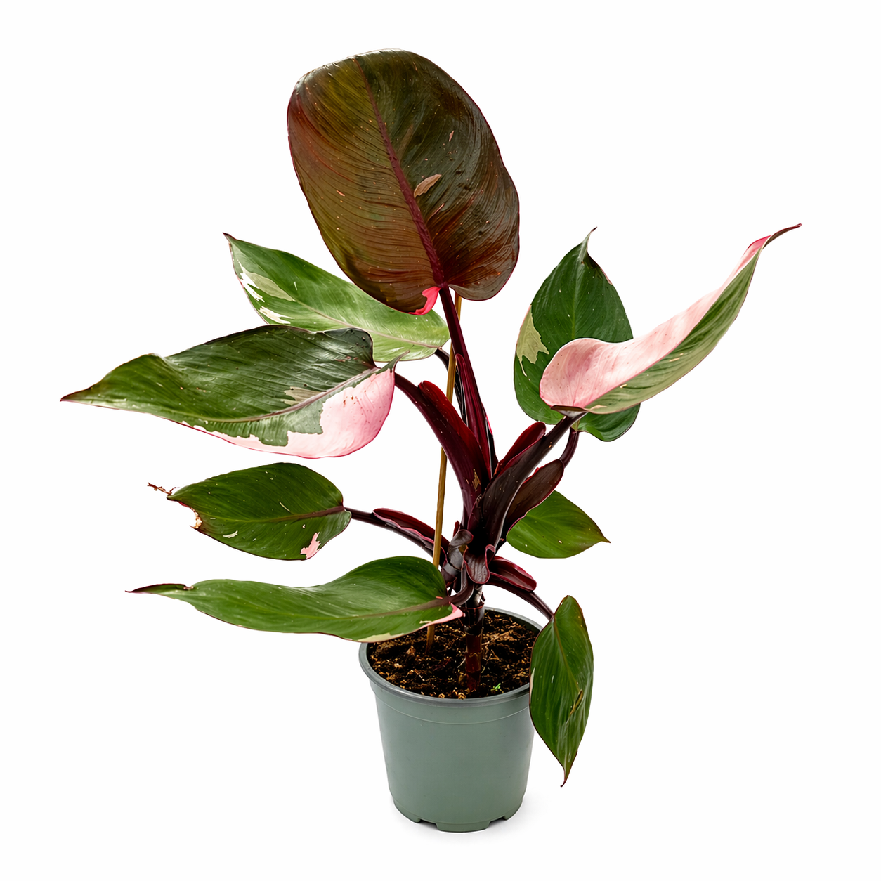 Philodendron pink princess en maceta con hojas verdes y rosadas