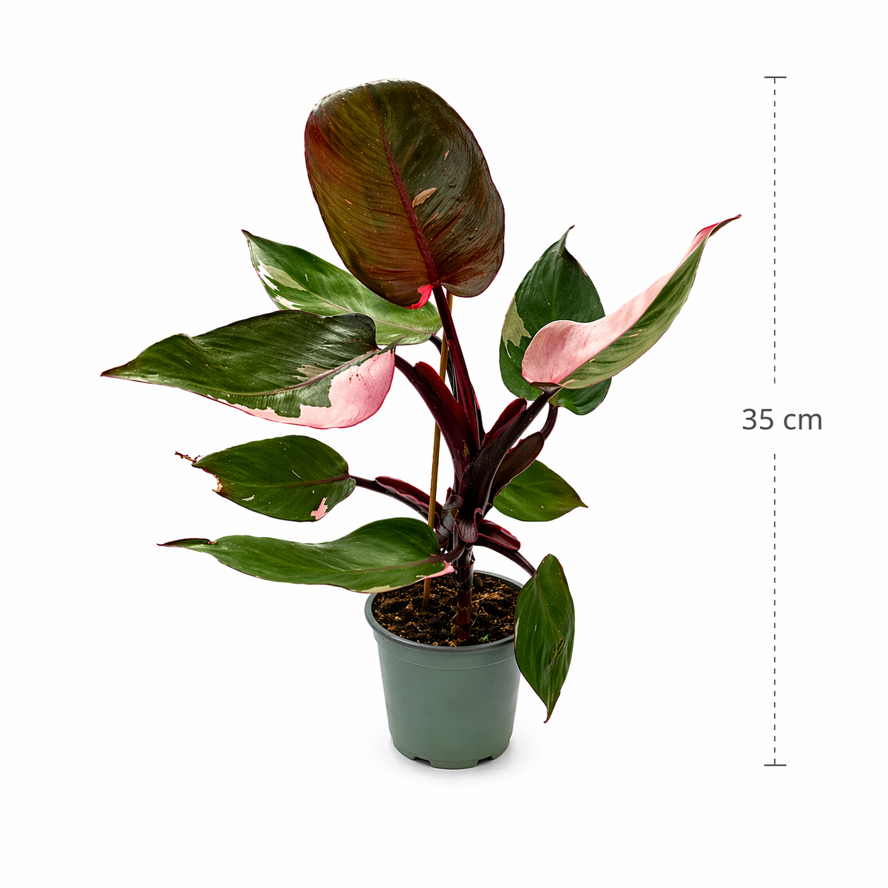 Philodendron pink princess en maceta con hojas verdes y rosadas con medidas.