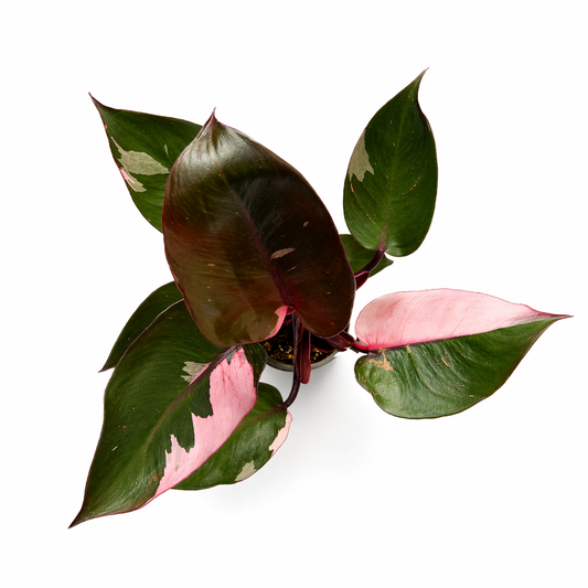 Philodendron pink princess en maceta con hojas verdes y rosadas toma aerea