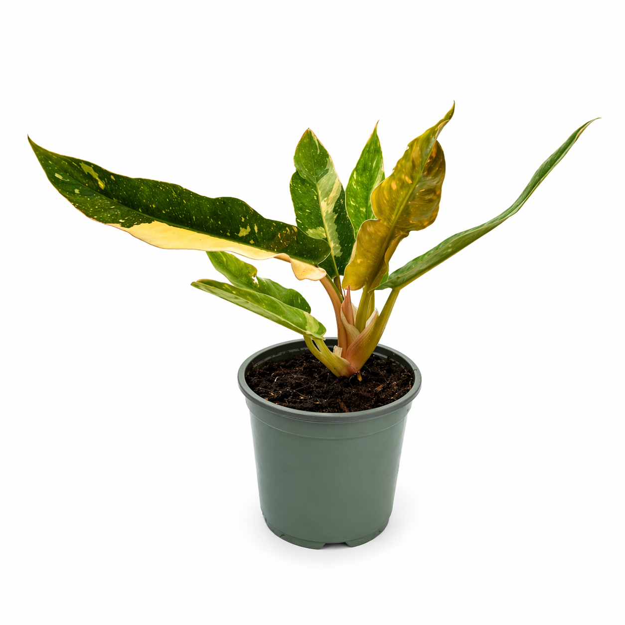 Philodendron ring of fire en maceta con hojas variegadas multicolor