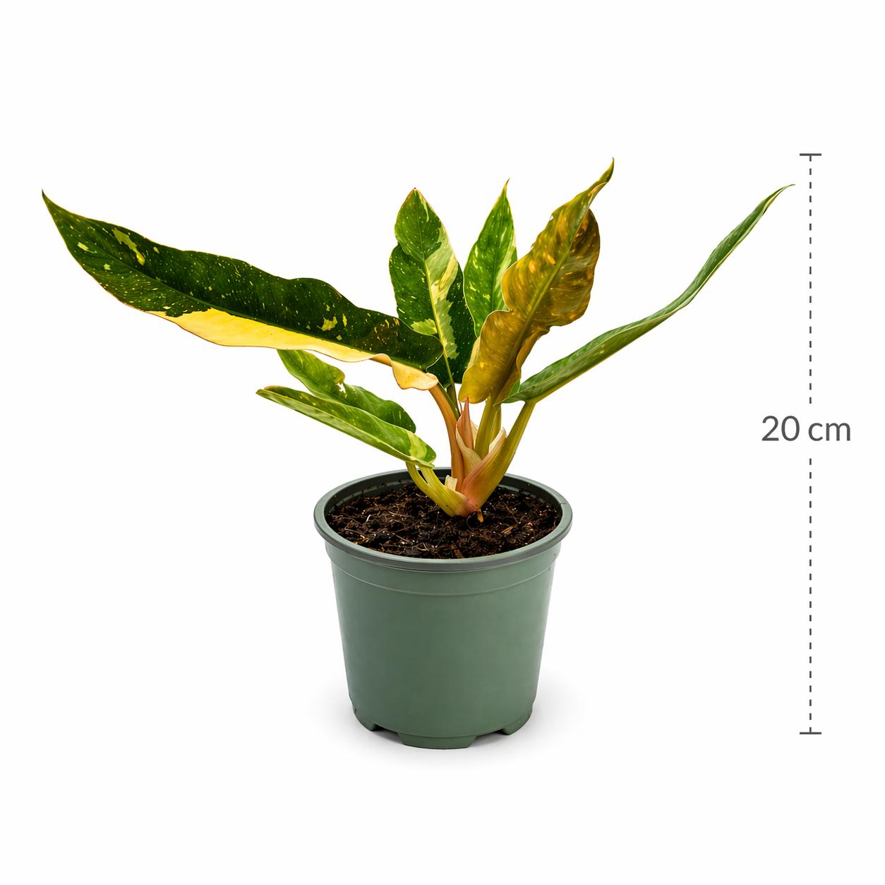 Philodendron ring of fire en maceta con hojas variegadas multicolor con medidas.