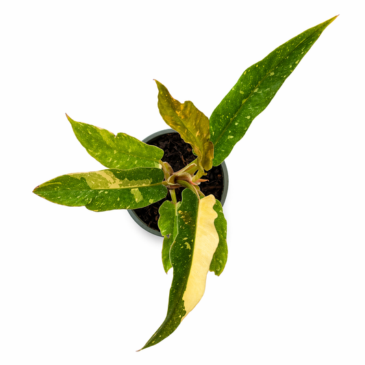 Philodendron ring of fire en maceta con hojas variegadas multicolor toma aerea