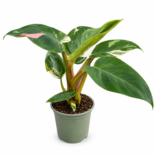 Pilodendron White Princess M4