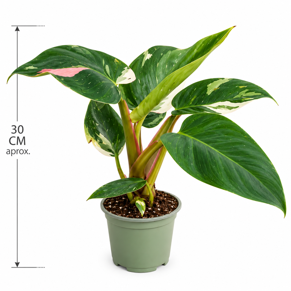 Pilodendron White Princess M4 con medidas