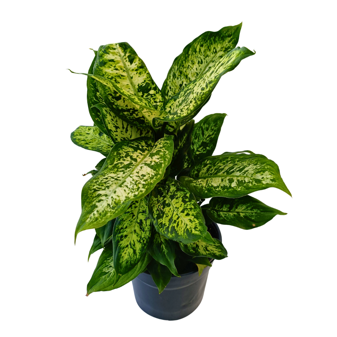 Dieffenbachia Camila