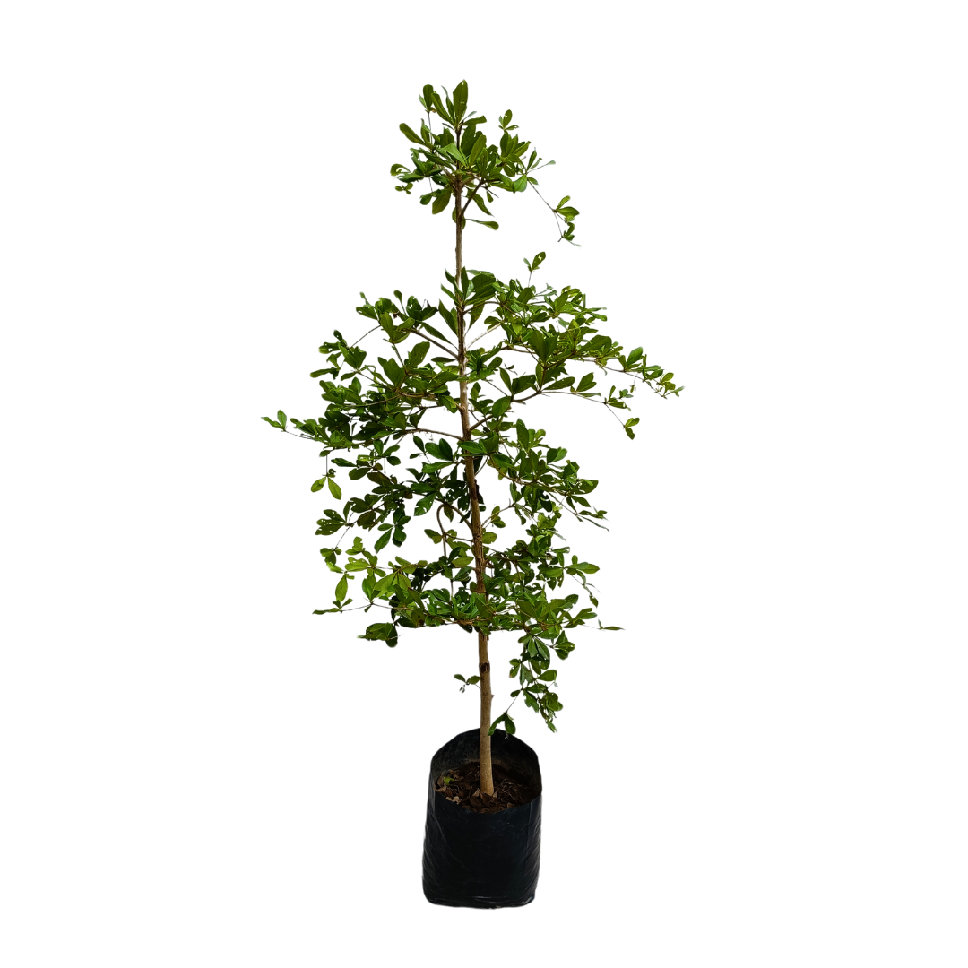Olivo negro