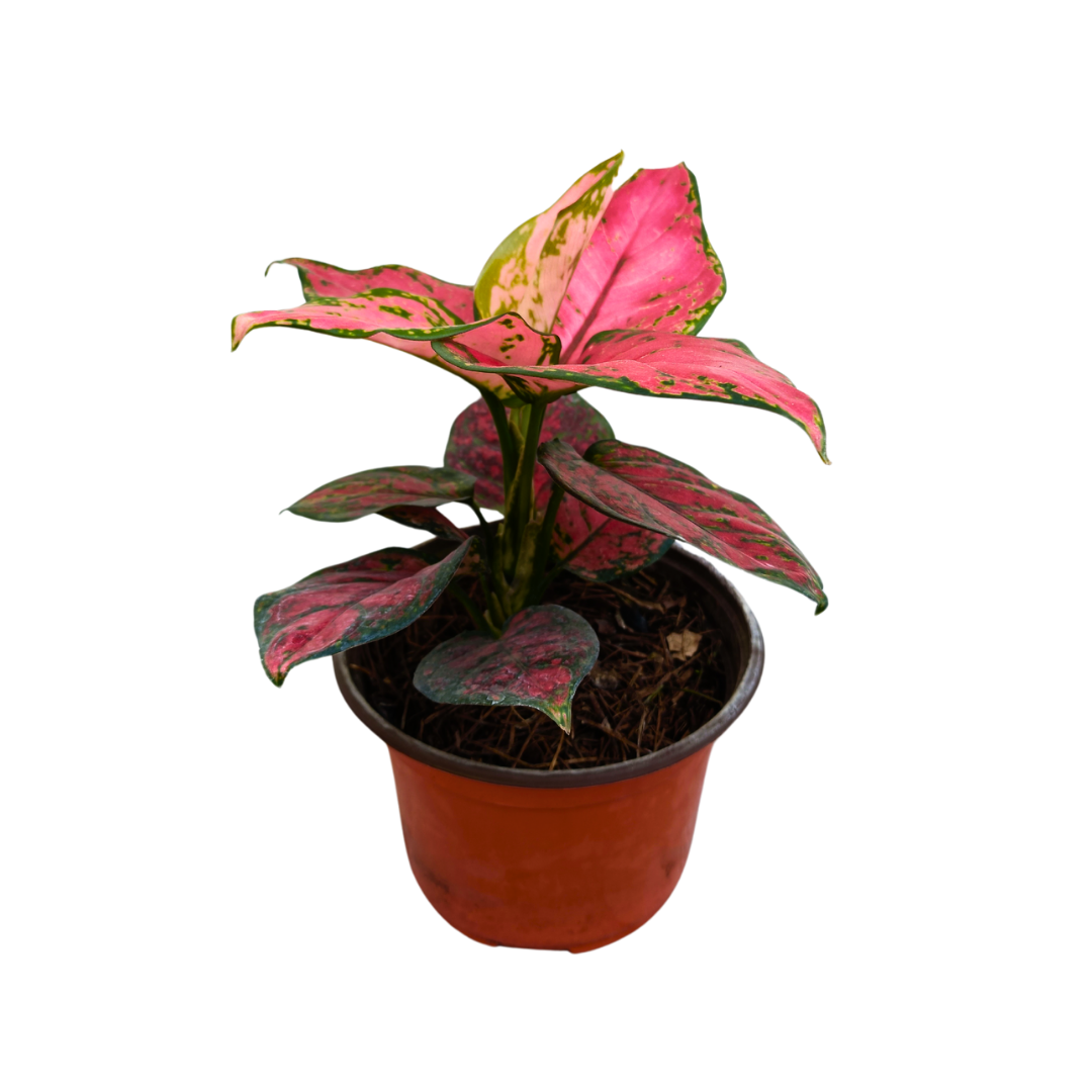 Aglonema Pink