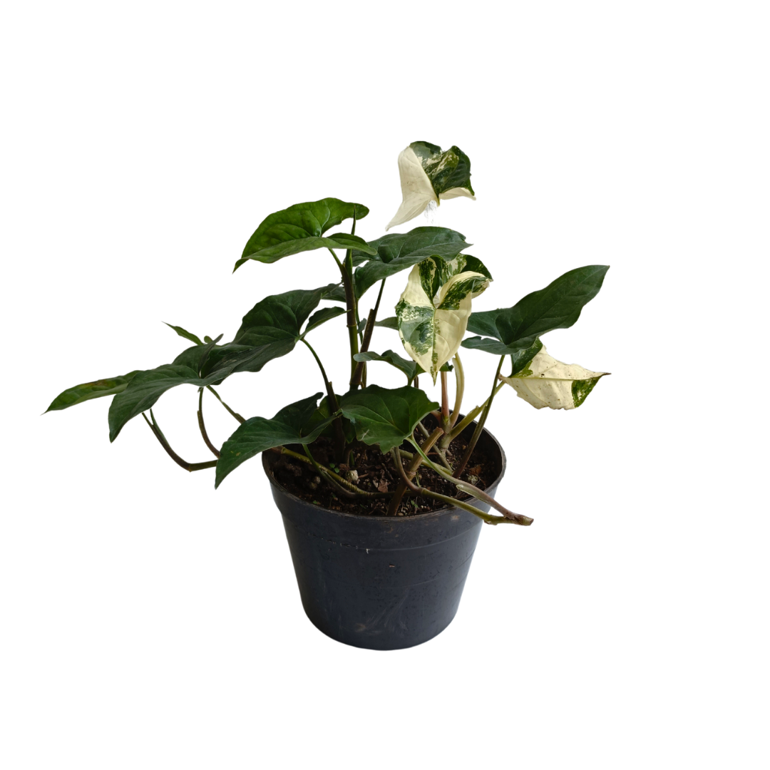 Singonio Variegado