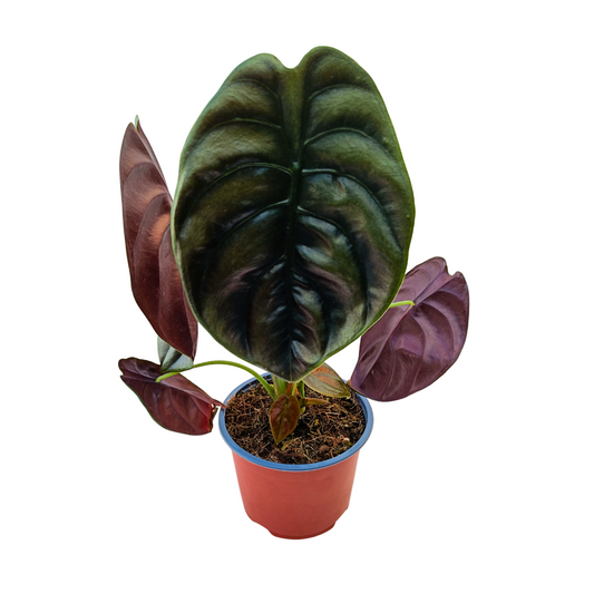 Alocasia Cuprea