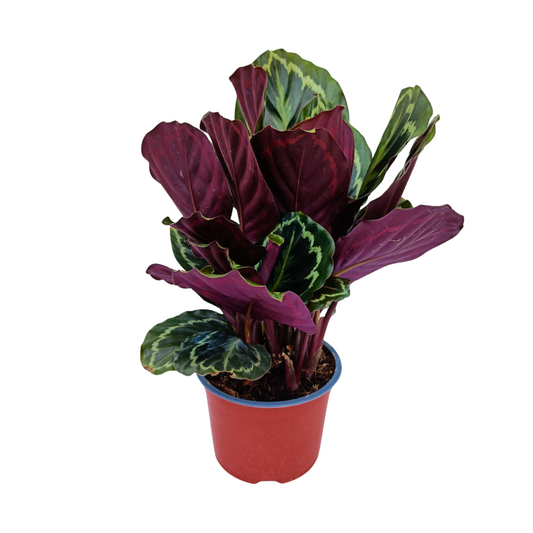 Calathea Medallion
