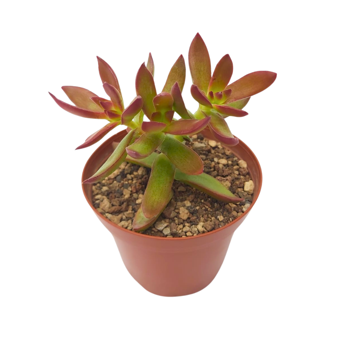 Crassula platyphylla burgundy