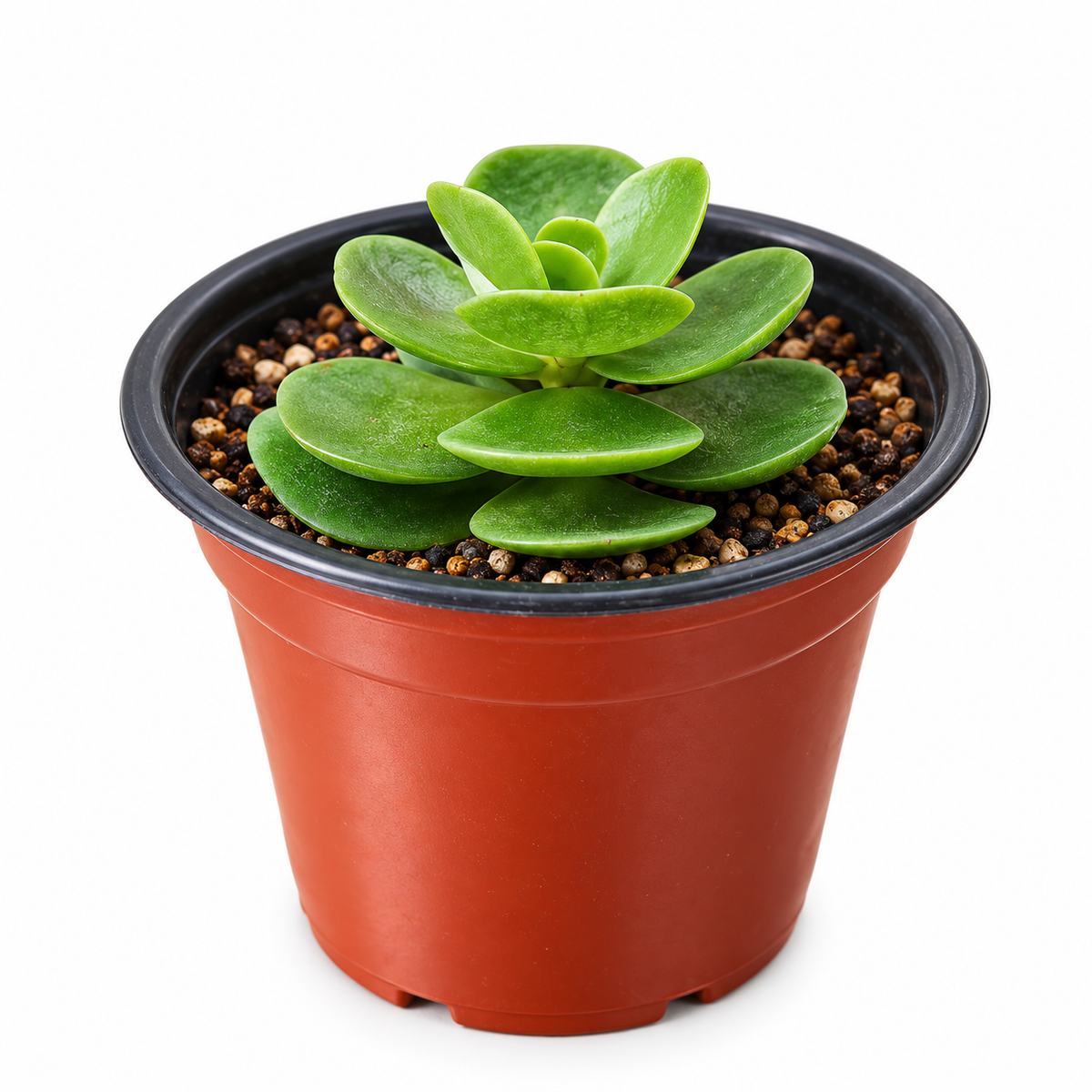 Portulaca molokiniensis en maceta de 3 pulgadas