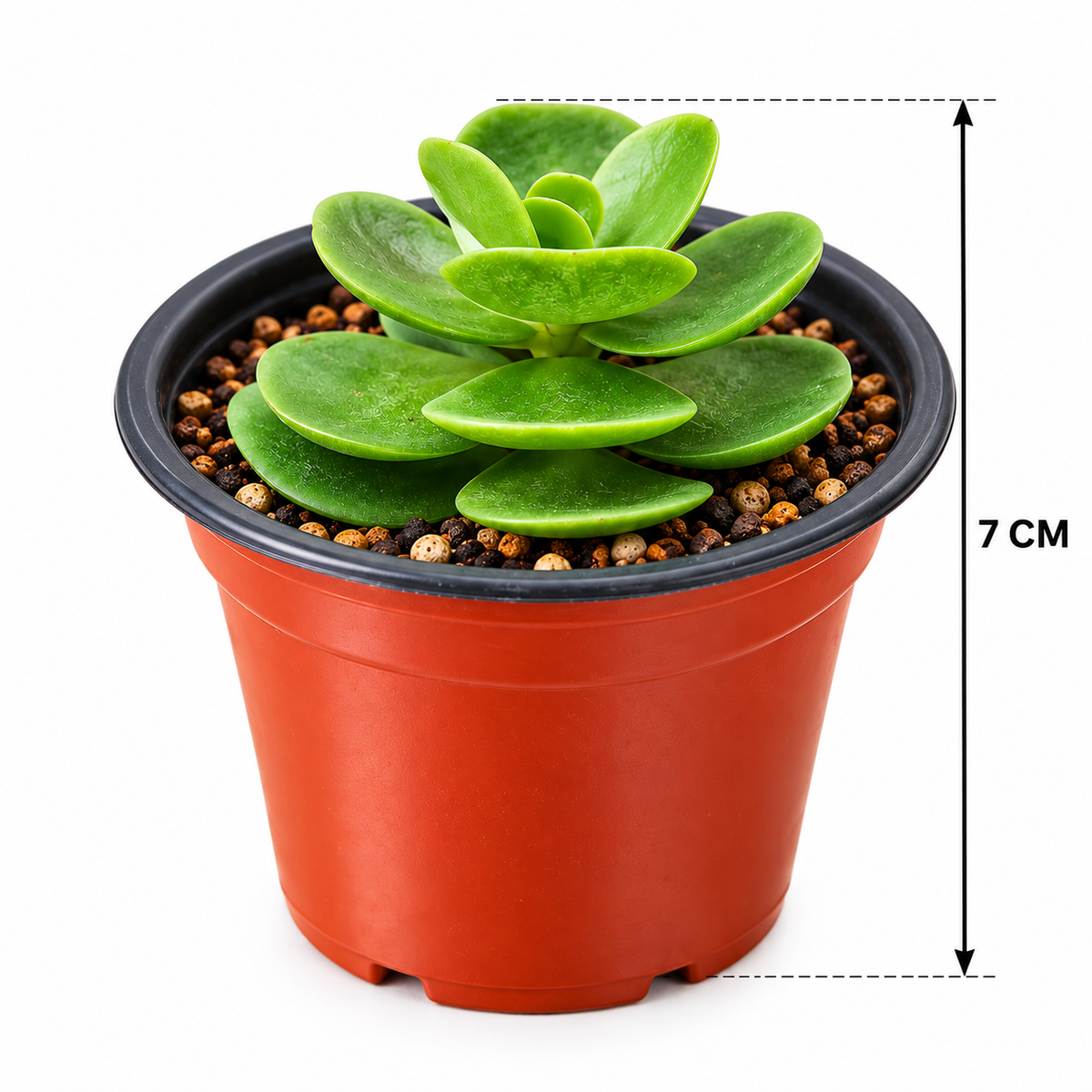 Portulaca molokiniensis en maceta de 3 pulgadas con medidas 