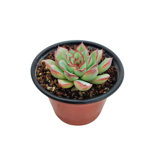 Echeveria Pulidonis