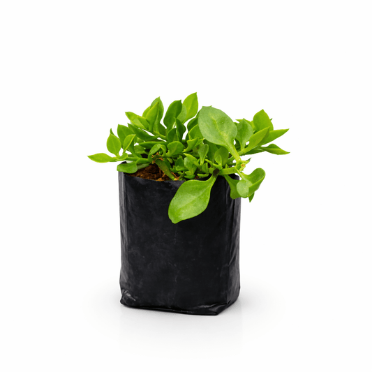 Planta rocío aptenia en maceta con flores rosadas