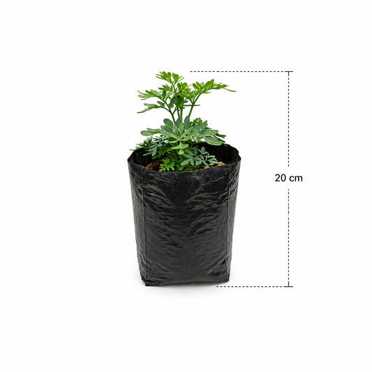 Planta de ruda en maceta con hojas verde azulado con medidas 