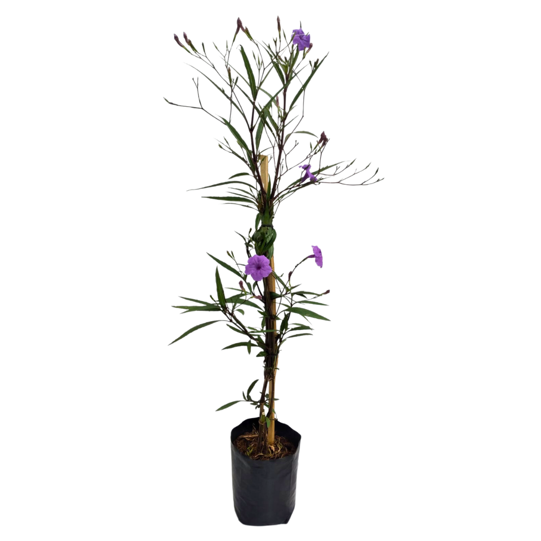 Ruellia