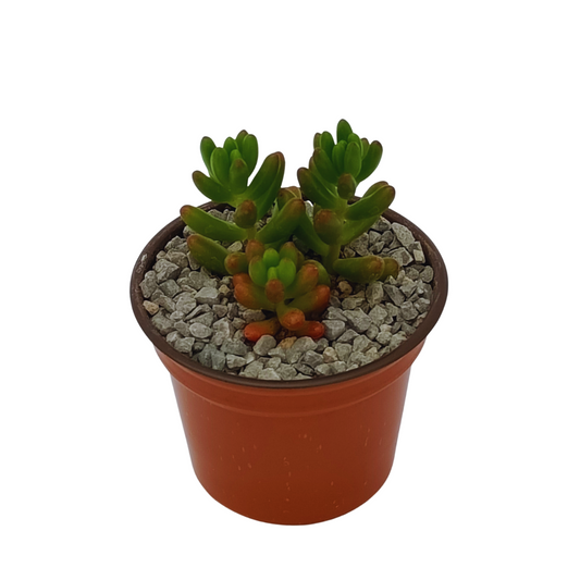 Sedum Rubrotictum