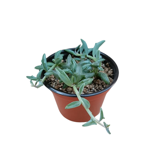Senecio Peregrinus