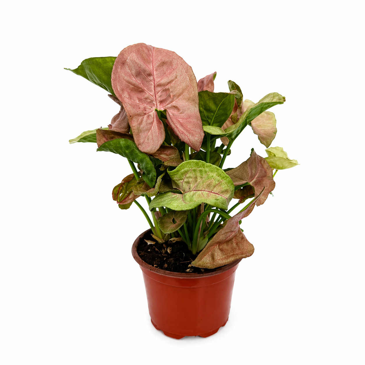 Singonio lava en maceta con hojas en tonos rosa