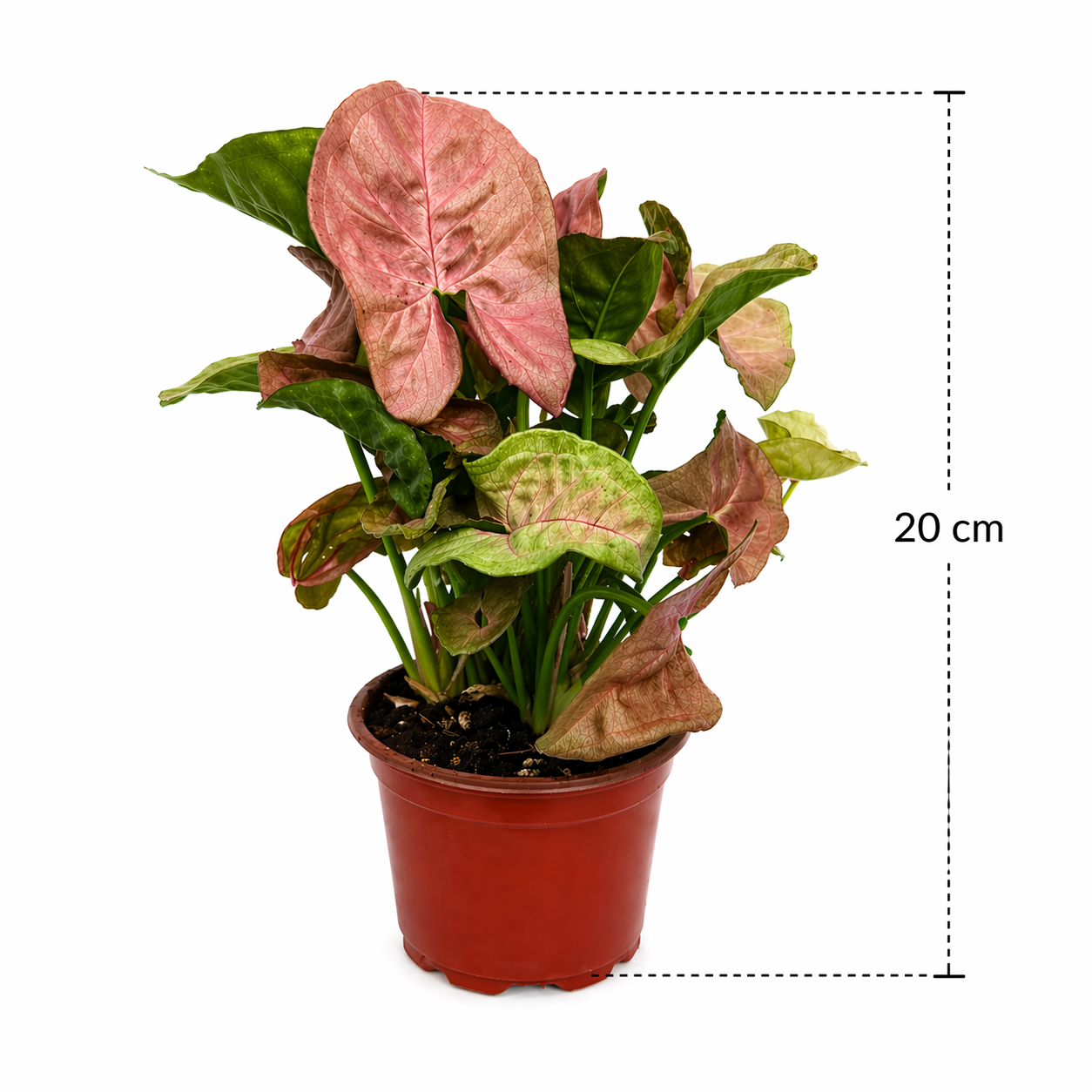 Singonio lava en maceta con hojas en tonos rosa con medidas 